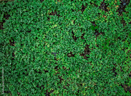 Green grass petals on the road for background