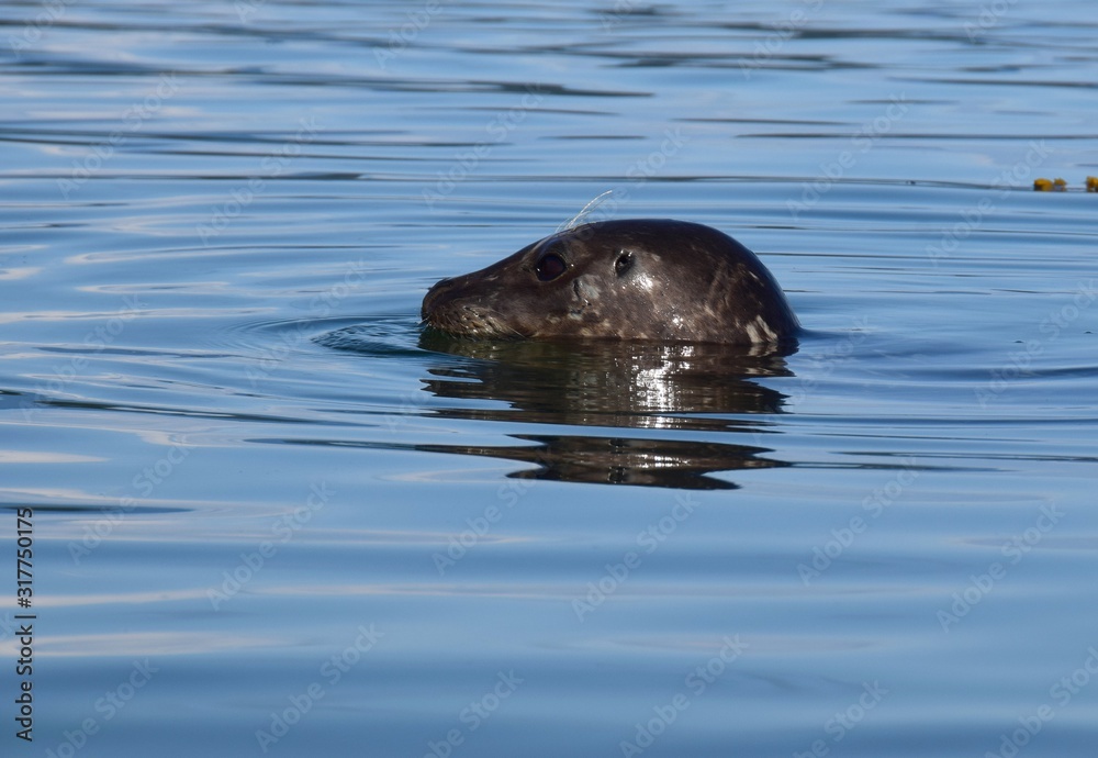 closeup of a harbour seal head emerging from the water closeup of a harbour seal head emerging from the water