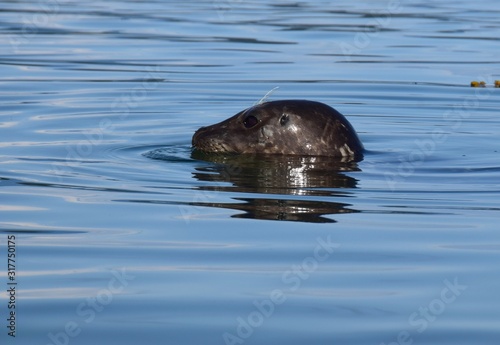 closeup of a harbour seal head emerging from the water 