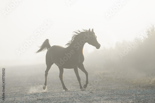 The silhouette of a beautiful arabian horse running free in the foggy haze  a portrait in motion in the mist
