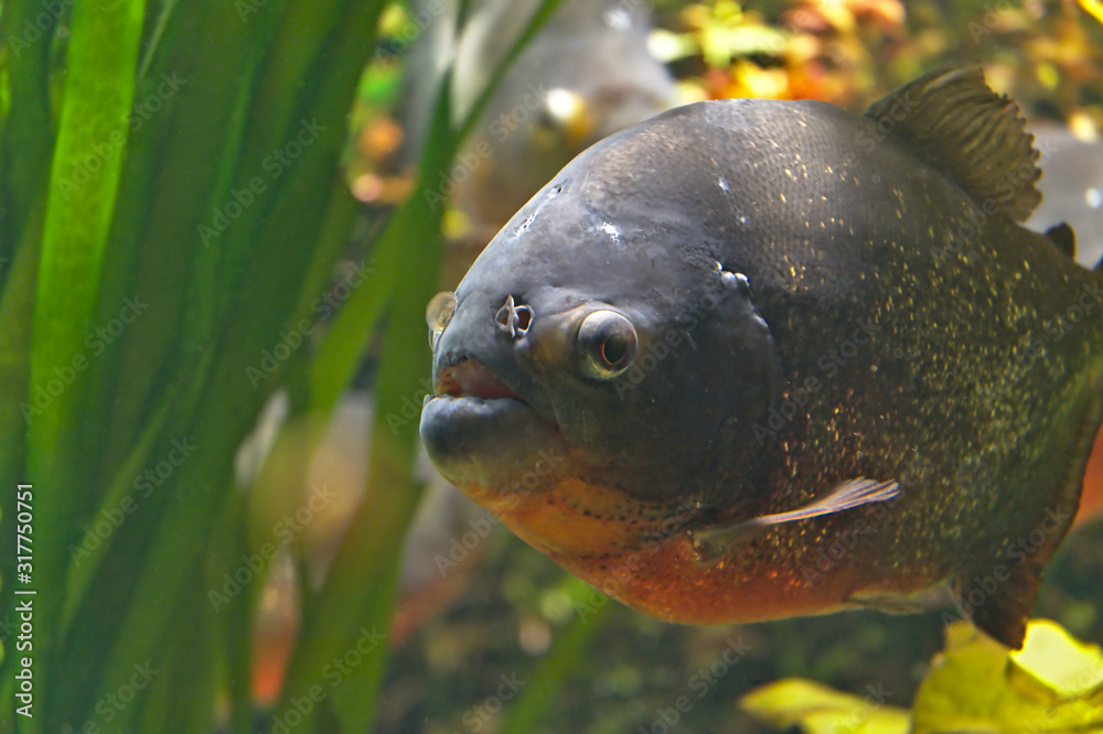 red piranha fish pygocentrus nattereri red piranha fish pygocentrus nattereri