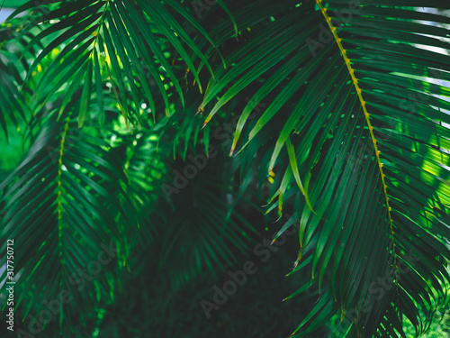 green leaves of palm for nature background