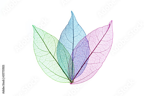 transparent leaf skeletons on white background