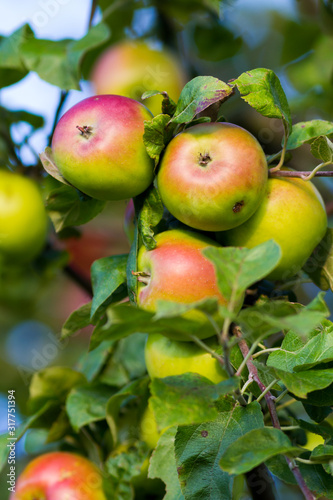 bunch of ripe apples on a tree