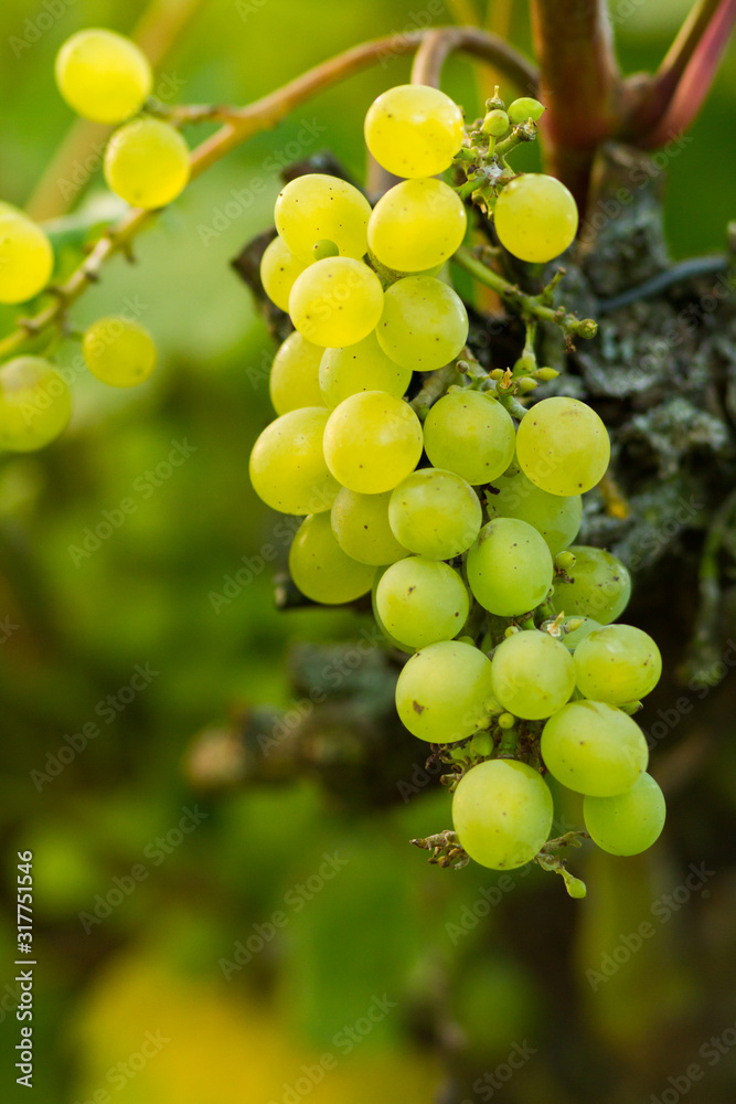 ripe wite vine grapes on a plant