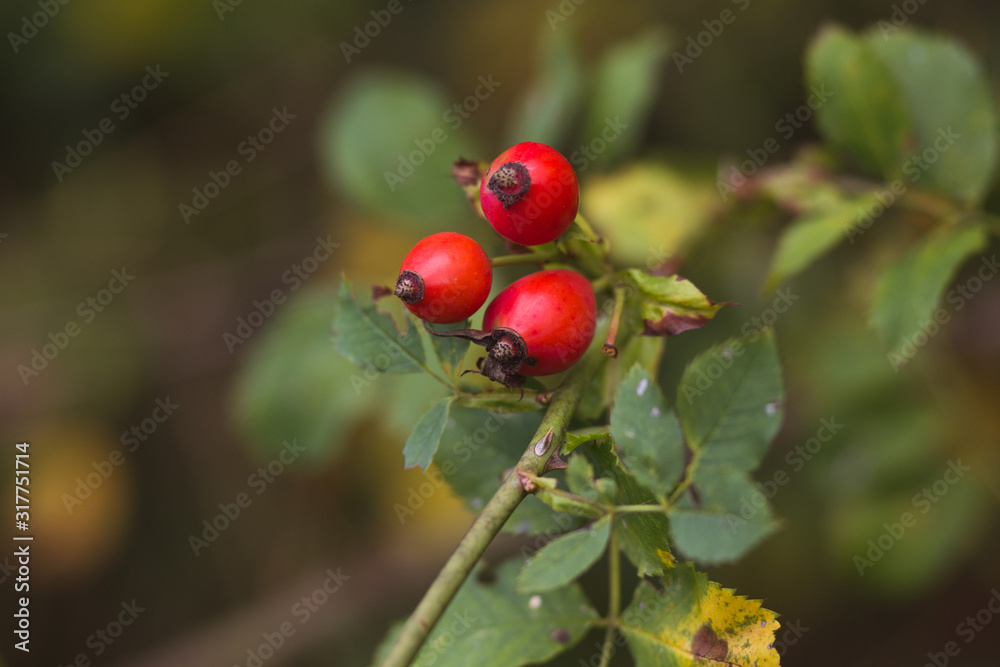 rose hip rose hip