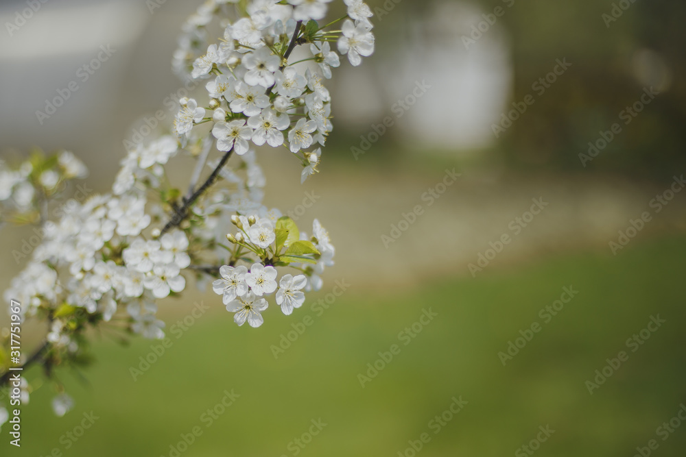 spring macro natural photo: flowers of cherry and apple tree on a green background, place for text spring macro natural photo: flowers of cherry and apple tree on a green background, place for text