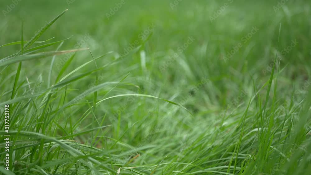 Long grass blowing in wind Long grass blowing in wind