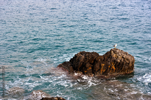 pine of the carega symbol of portofino italy photo