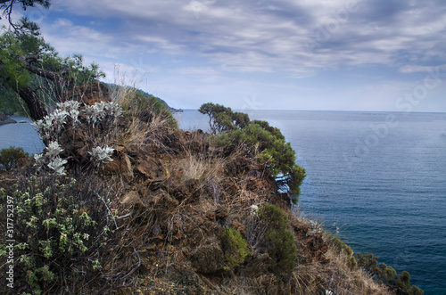 Mountain vegetation on the Mediterranean coast