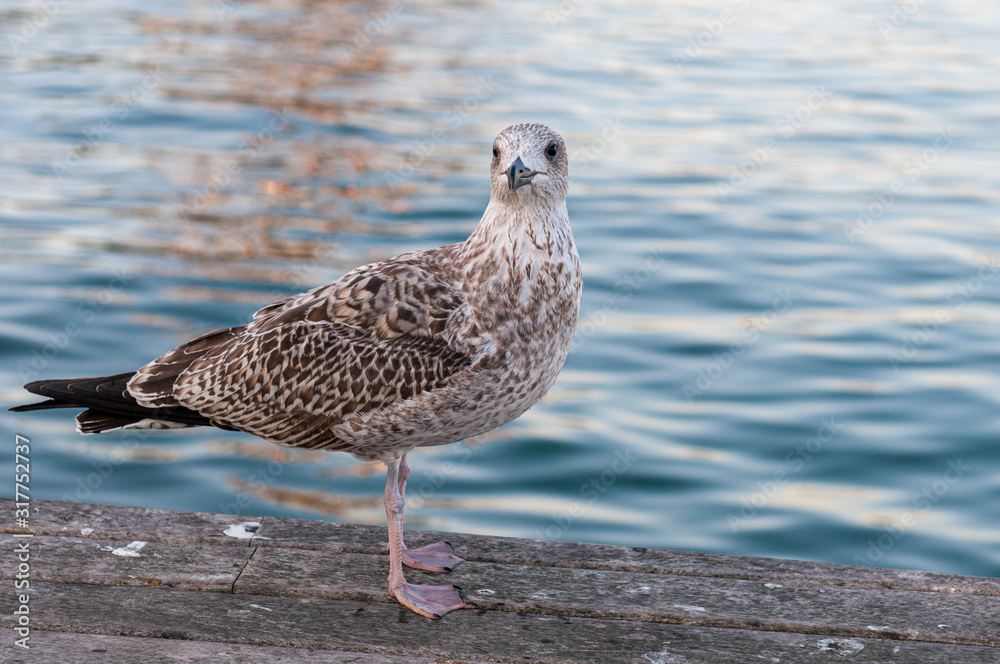 Beautiful Seagull bird walking on a wooden pier Beautiful Seagull bird walking on a wooden pier