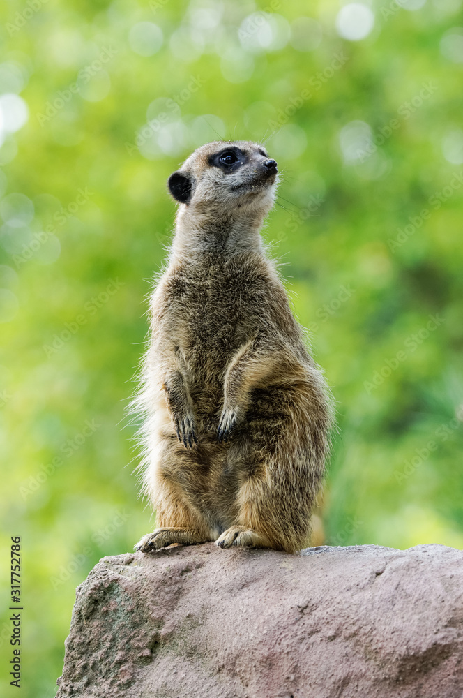 Meerkat standing on the rock with green background Meerkat standing on the rock with green background