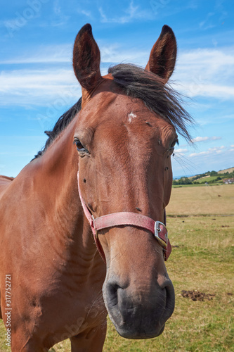 Brown horse on a pasture, close up of the head