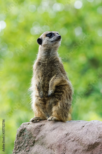 Meerkat standing on the rock with green background