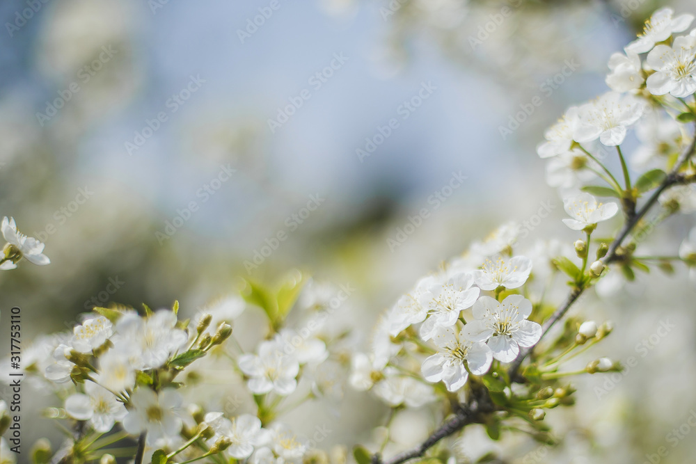 spring macro natural photo: flowers of cherry and apple tree on a green background, place for text 