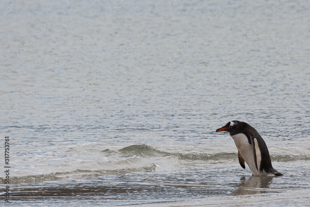 Naklejka premium Eselspinguin
