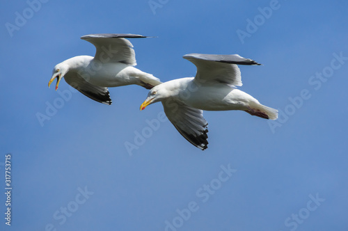 Two seagulls searching for food