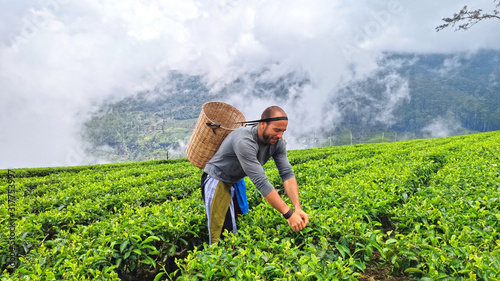 Tourists walking through tea plantations in Nuwara Eliya, Sri Lanka pretending to be native farmers.