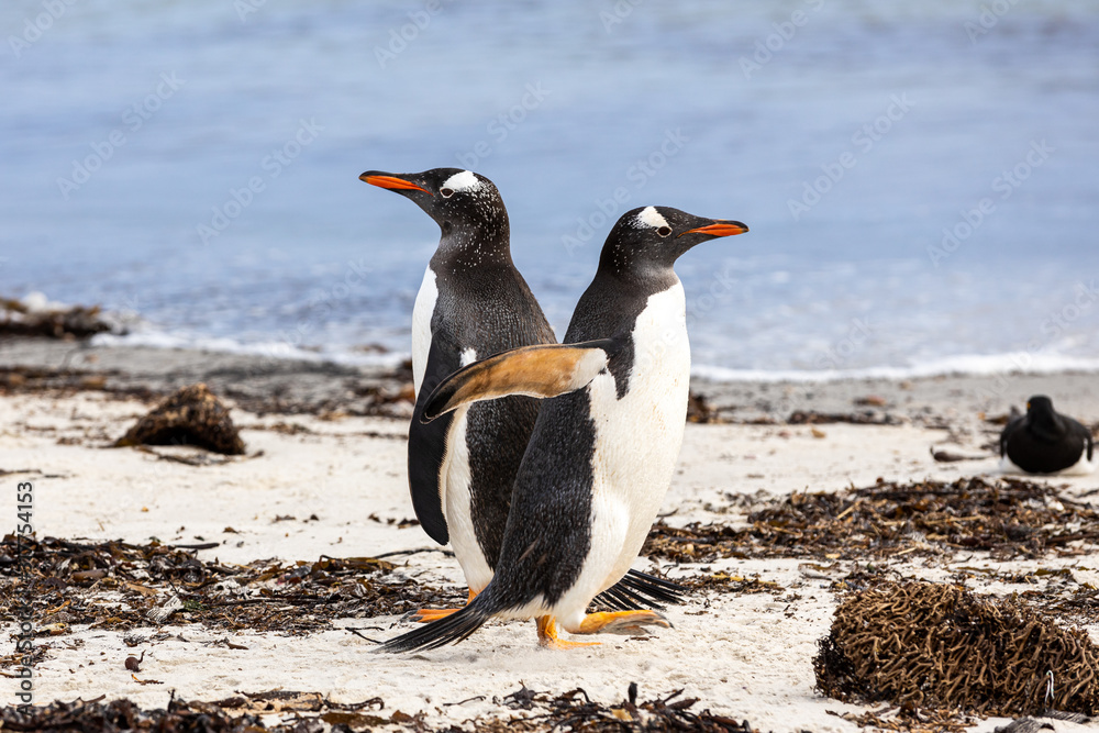 Naklejka premium Eselspinguine