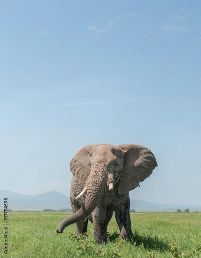 Fototapeta premium Elephant with a big tusk at Amboseli National Park, Kenya, Africa