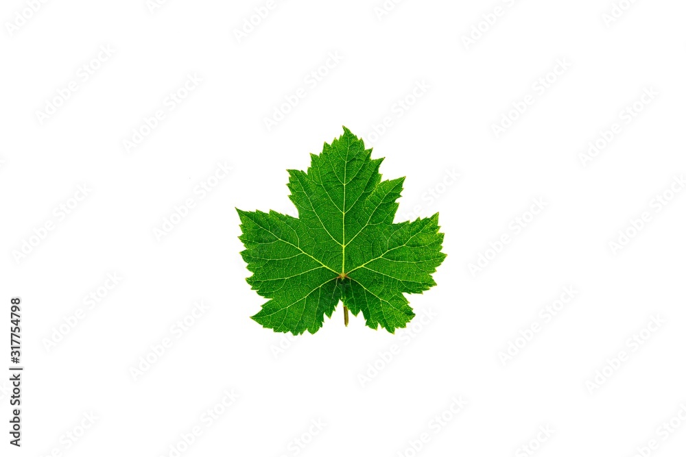 Fresh green grape leaves isolated on white background. Fresh green grape leaves isolated on white background.