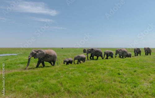 Large Elephant family at  Amboseli National Park  Kenya  Africa
