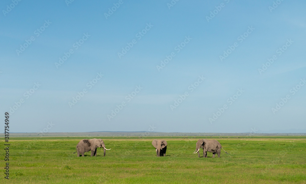 Three Bull Elephants at Amboseli National Park, Kenya, Africa Three Bull Elephants at Amboseli National Park, Kenya, Africa