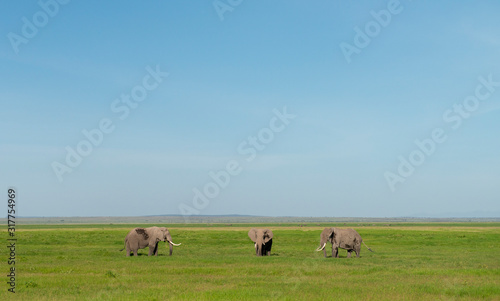 Three Bull Elephants at Amboseli National Park, Kenya, Africa