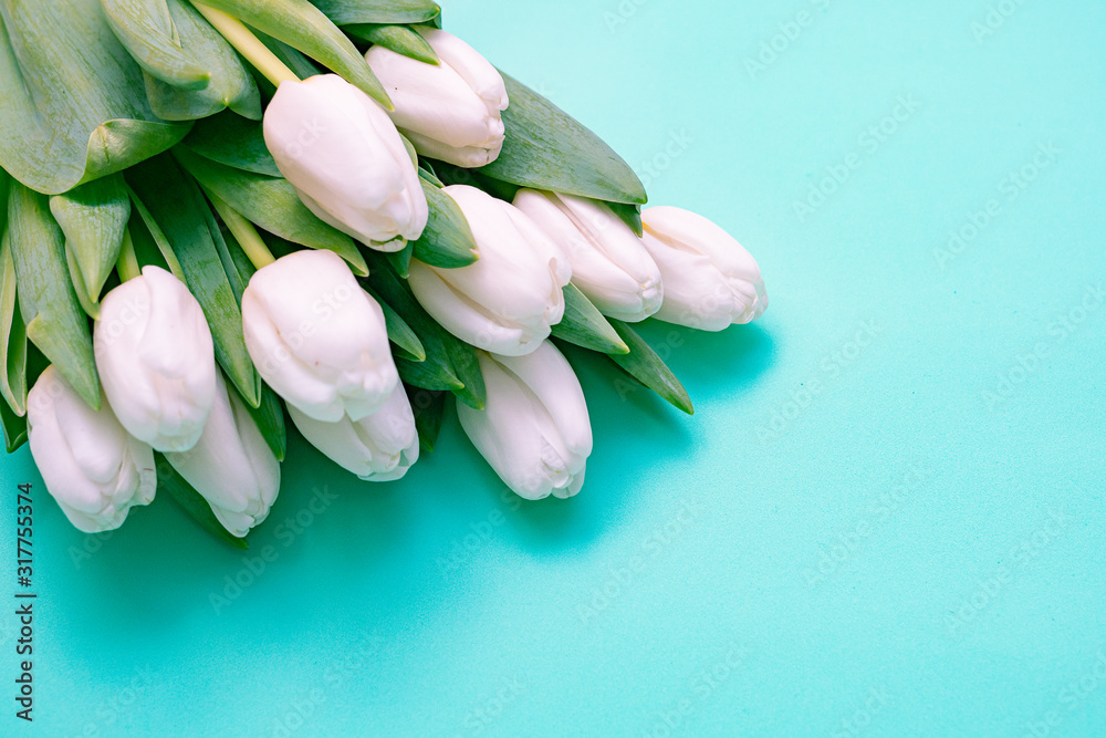 White tulips on a blue background. Copy space.
