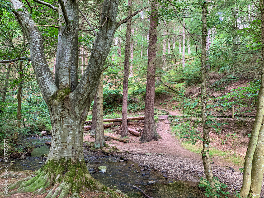 Cardrona Forest, Innerleithen, Scottish Borders, Scotland
