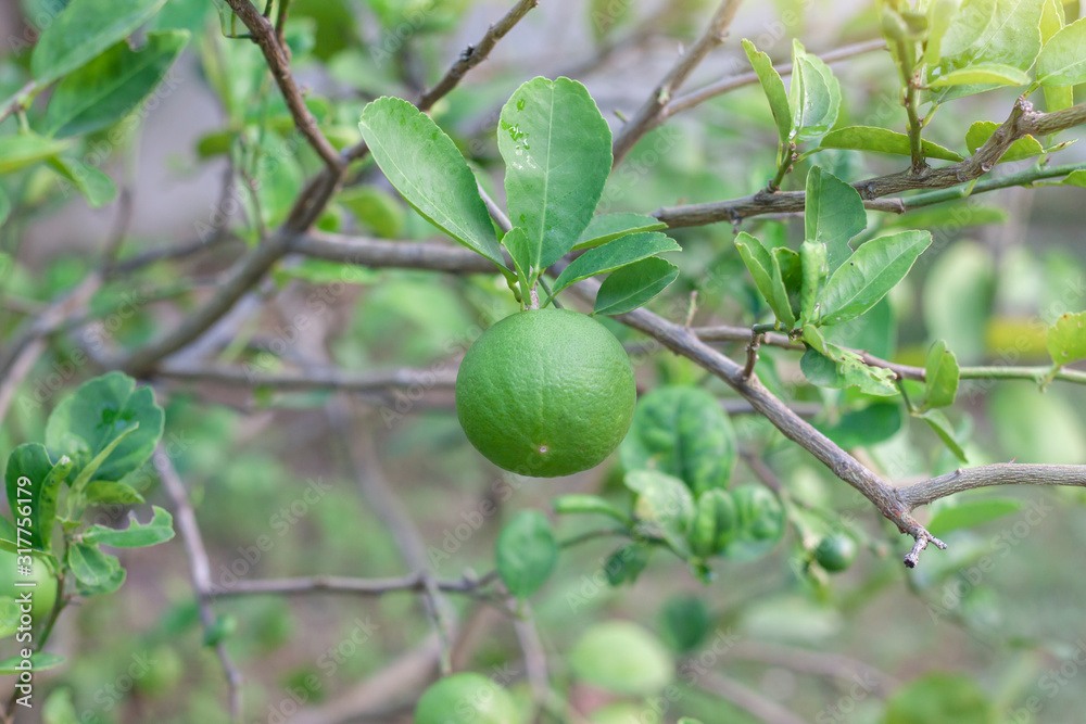 Fototapeta premium Fresh green lime or lemon with rain drops on blur nature background.