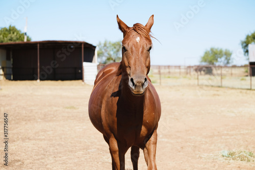 Young brown quarter horse on farm looking at camera close up. © ccestep8