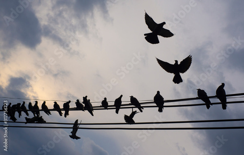 Black silhouette of birds living on electric lines