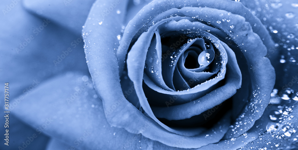 Blue Rose Closeup With Water Drop Flower Background Stock Photo Adobe Stock Blue Rose Closeup With Water Drop Flower Background Stock Photo Adobe Stock