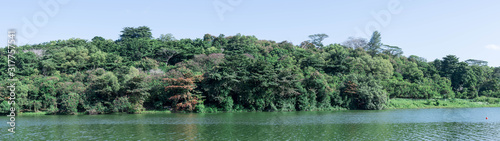 Panorama shot of green forest and green river or lake water. Green nature background color wide photo shot