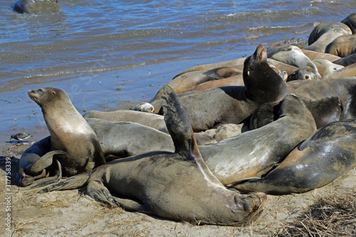 Sea lion colony near Moss Landing in California USA
