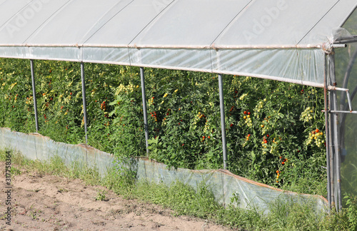 greenhouse with plants of tomatoes photo