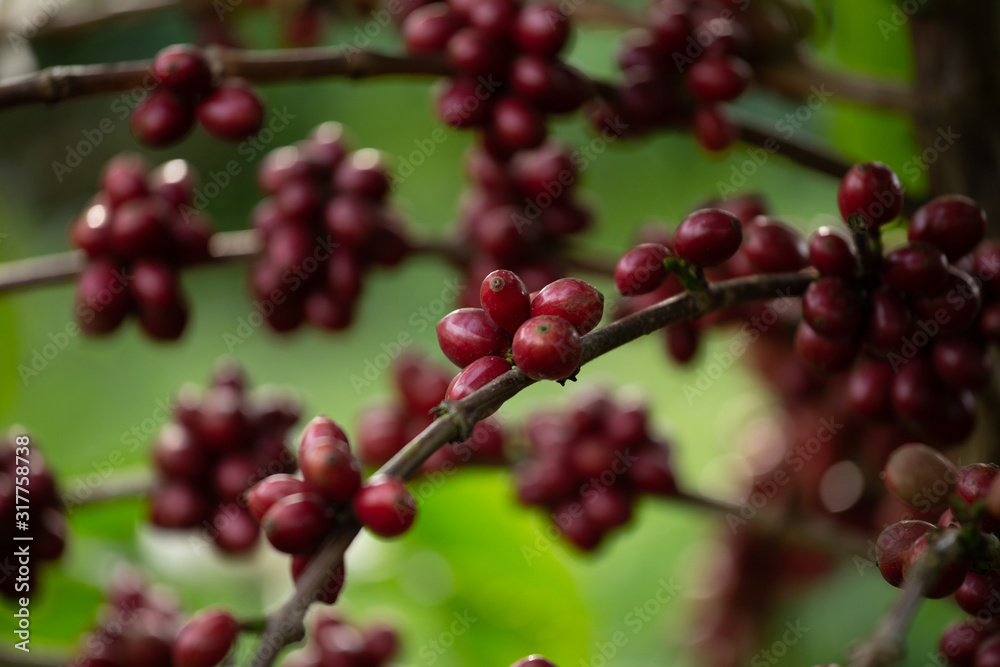 Robusta, red cherry coffee bean on coffee tree Robusta, red cherry coffee bean on coffee tree
