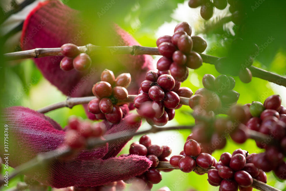 Coffee farmer picking ripe robusta coffee berries for harvesting - obrazy, fototapety, plakaty 