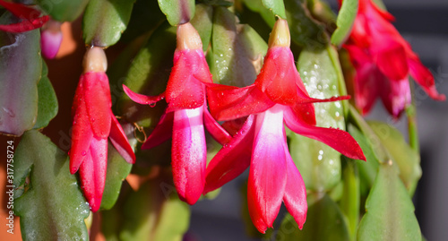 Beautiful pink Schlumbergera plant with green leaves. Home flowerpots and care for them.