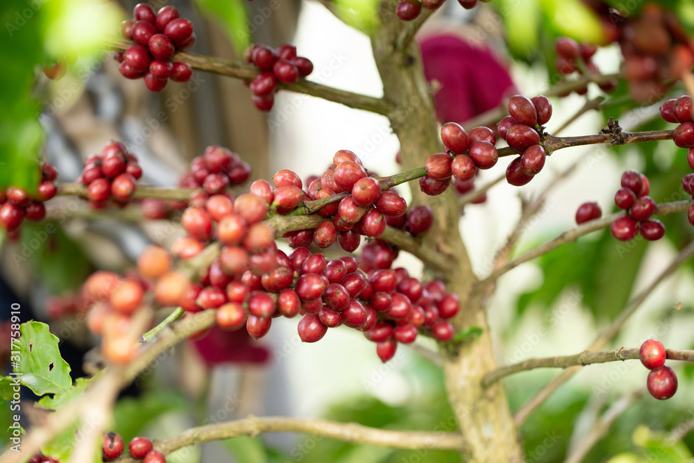 Robusta, red cherry coffee bean on coffee tree