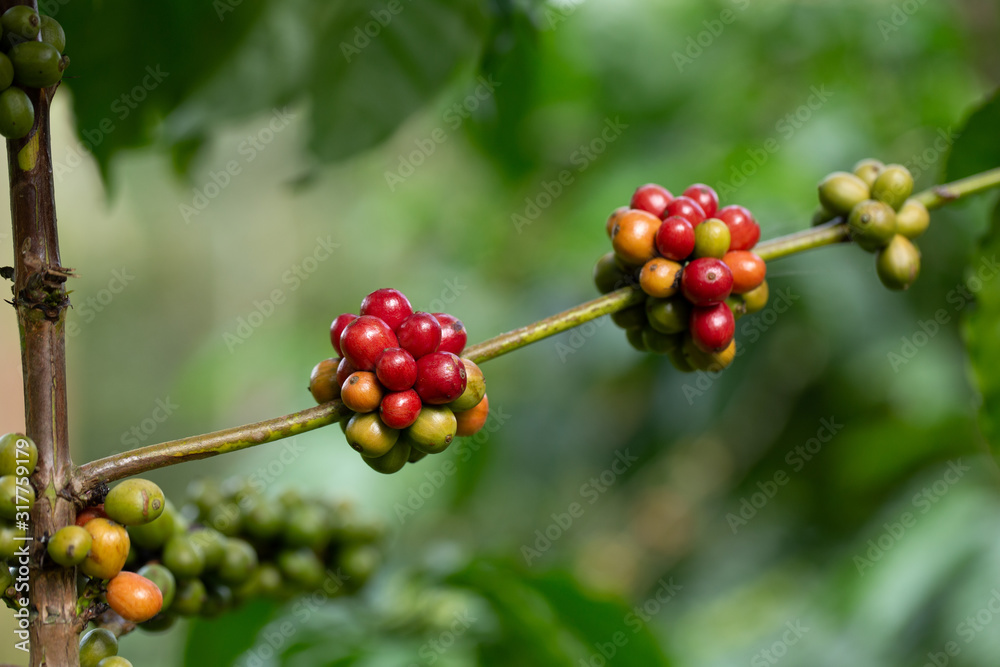 Robusta, red cherry coffee bean on coffee tree Robusta, red cherry coffee bean on coffee tree