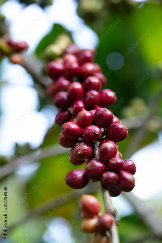 Robusta, red cherry coffee bean on coffee tree Robusta, red cherry coffee bean on coffee tree