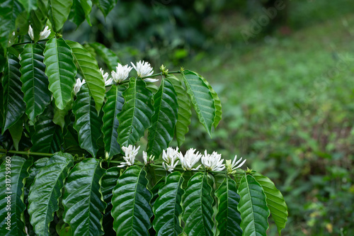 Coffee Flowers blossom on Coffee tree close up view