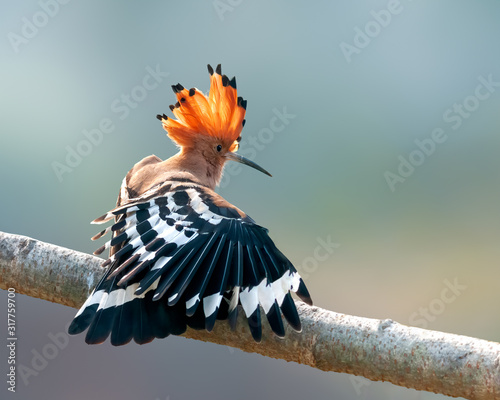Common hoopoe having stretch on a tree perch