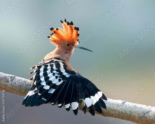 Common hoopoe having stretch on a tree perch