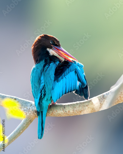 Foto White throated kingfisher doing preen on a tree perch