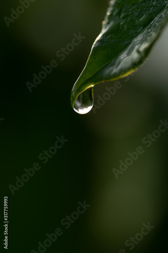 Drops of dew on the beautiful green grass, Green background close up