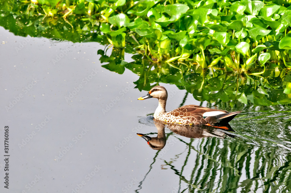 Indian spot billed duck swimming in river