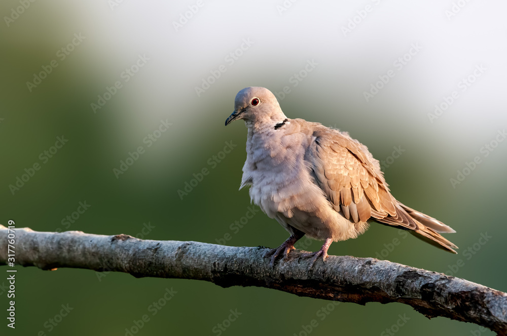 Eurasian collared dove sitting on a tree branch doing preen Eurasian collared dove sitting on a tree branch doing preen